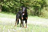 BEAUCERON 912